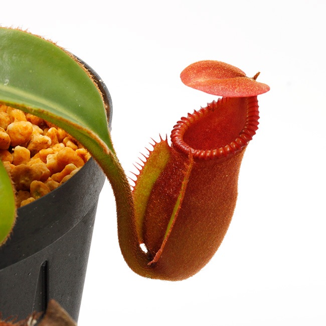 Nepenthes macrophylla / AW-N_macro.2��[ �ͥڥ�ƥ����ޥ����ե��� ]���� PN221021-16 ��