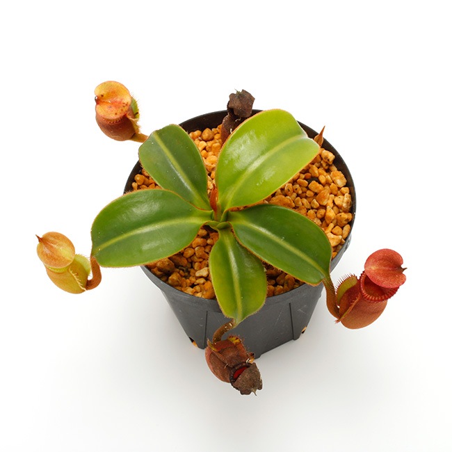Nepenthes macrophylla / AW-N_macro.2��[ �ͥڥ�ƥ����ޥ����ե��� ]���� PN221021-16 ��