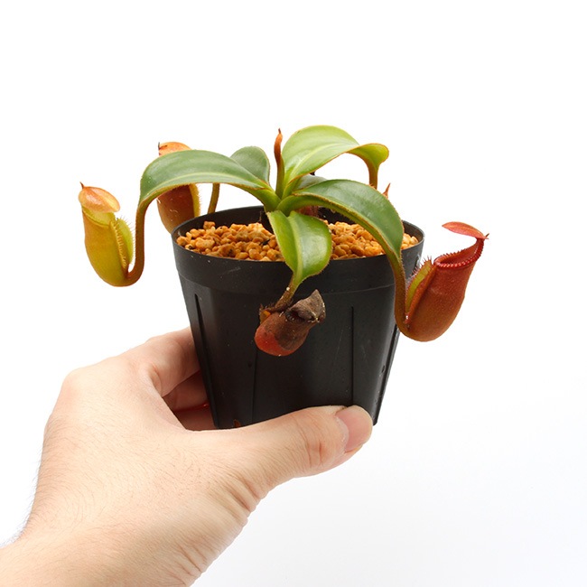 Nepenthes macrophylla / AW-N_macro.2��[ �ͥڥ�ƥ����ޥ����ե��� ]���� PN221021-16 ��