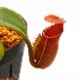 Nepenthes macrophylla / AW-N_macro.2��[ �ͥڥ�ƥ����ޥ����ե��� ]���� PN221021-16 ��
