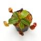Nepenthes macrophylla / AW-N_macro.2��[ �ͥڥ�ƥ����ޥ����ե��� ]���� PN221021-16 ��