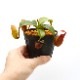 Nepenthes macrophylla / AW-N_macro.2��[ �ͥڥ�ƥ����ޥ����ե��� ]���� PN221021-16 ��