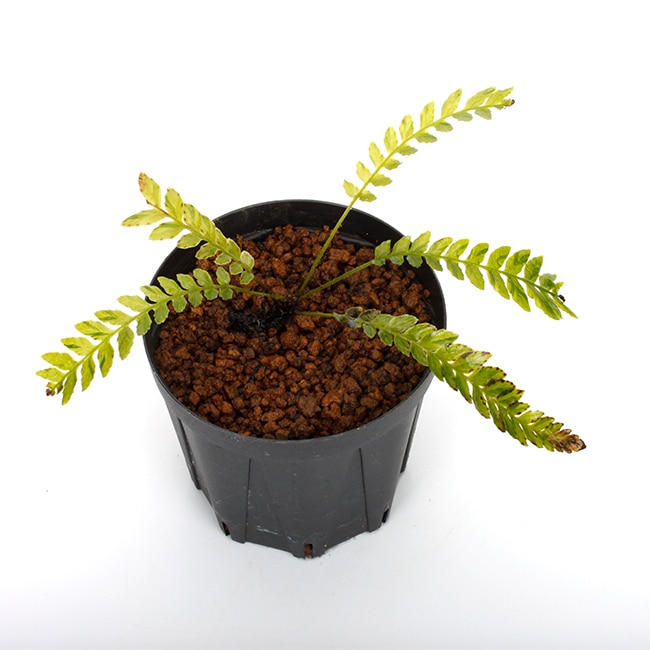 Blechnum obtusatum var. francii TypeB [ ブレクナム・オブツサタム