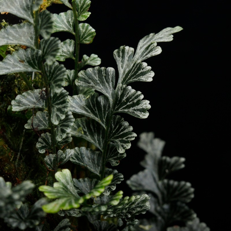 Lindsaea oblanceolata��[ ���ɥ����������֥�󥱥��顼�� ]���� PN260107-05 ��