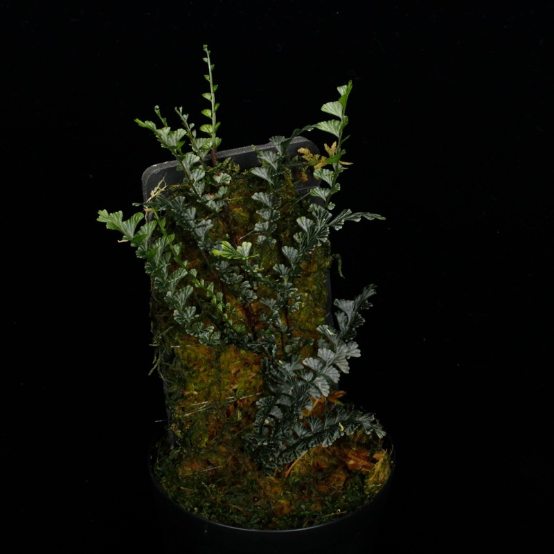 Lindsaea oblanceolata��[ ���ɥ����������֥�󥱥��顼�� ]���� PN260107-05 ��