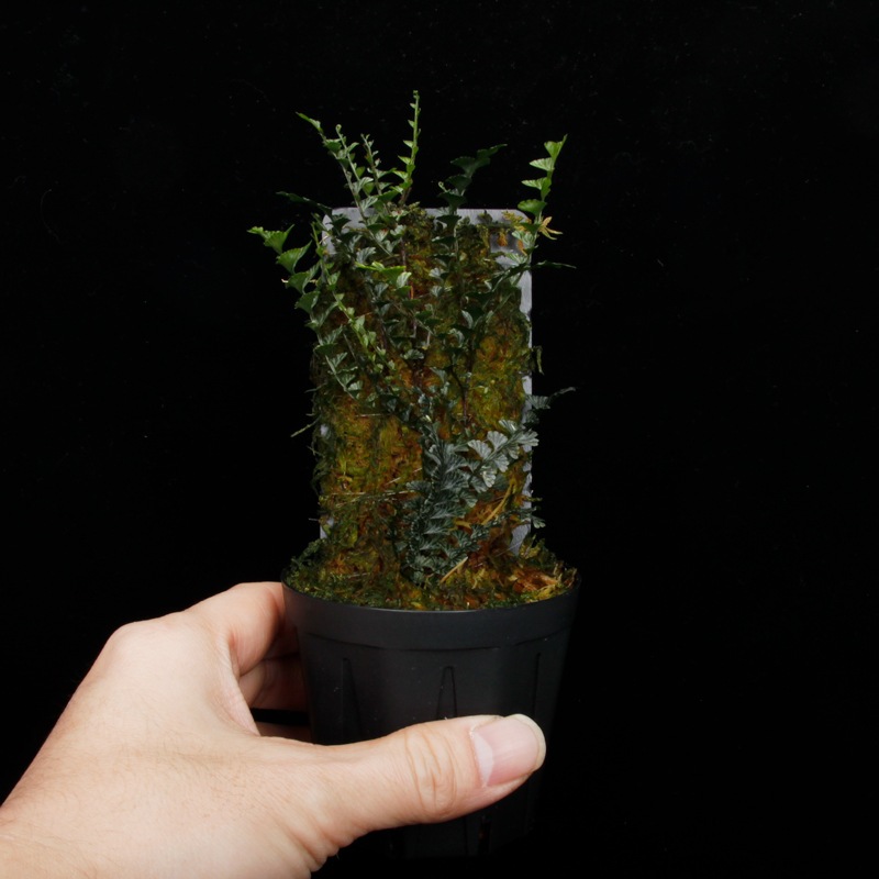 Lindsaea oblanceolata��[ ���ɥ����������֥�󥱥��顼�� ]���� PN260107-05 ��