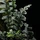 Lindsaea oblanceolata��[ ���ɥ����������֥�󥱥��顼�� ]���� PN260107-05 ��