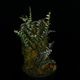 Lindsaea oblanceolata��[ ���ɥ����������֥�󥱥��顼�� ]���� PN260107-05 ��