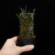 Lindsaea oblanceolata��[ ���ɥ����������֥�󥱥��顼�� ]���� PN260107-05 ��