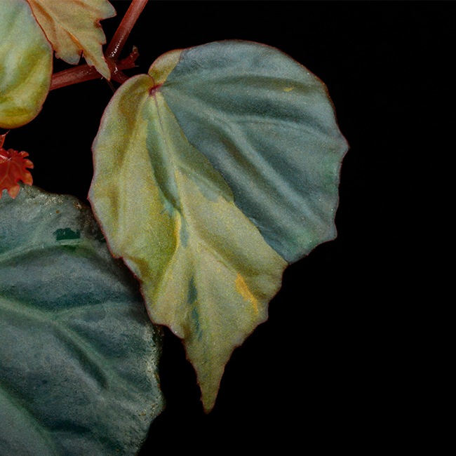 Begonia cv.  ZERONIA / ' JOKER '  [ XY-016-Variegata-Z011 / B. lichenora x B. kapuashuluensis ] �� ZERO PLANTS�ȼ��Υ٥��˥������ʼ� ��