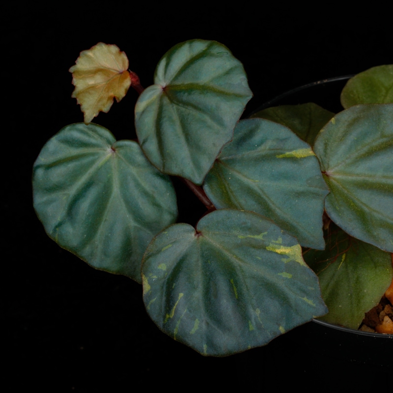 Begonia cv.  ZERONIA / ' JOKER '  [ XY-016-Variegata-Z011 / B. lichenora x B. kapuashuluensis ] �� ZERO PLANTS�ȼ��Υ٥��˥������ʼ� ��