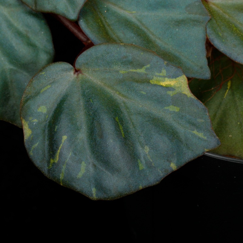 Begonia cv.  ZERONIA / ' JOKER '  [ XY-016-Variegata-Z011 / B. lichenora x B. kapuashuluensis ] �� ZERO PLANTS�ȼ��Υ٥��˥������ʼ� ��