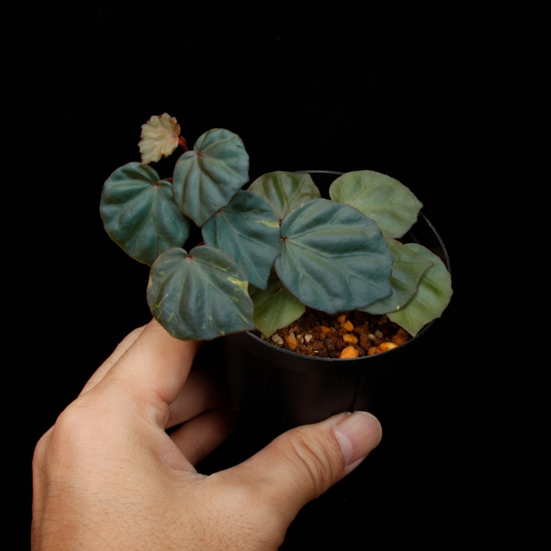 Begonia cv.  ZERONIA / ' JOKER '  [ XY-016-Variegata-Z011 / B. lichenora x B. kapuashuluensis ] �� ZERO PLANTS�ȼ��Υ٥��˥������ʼ� ��