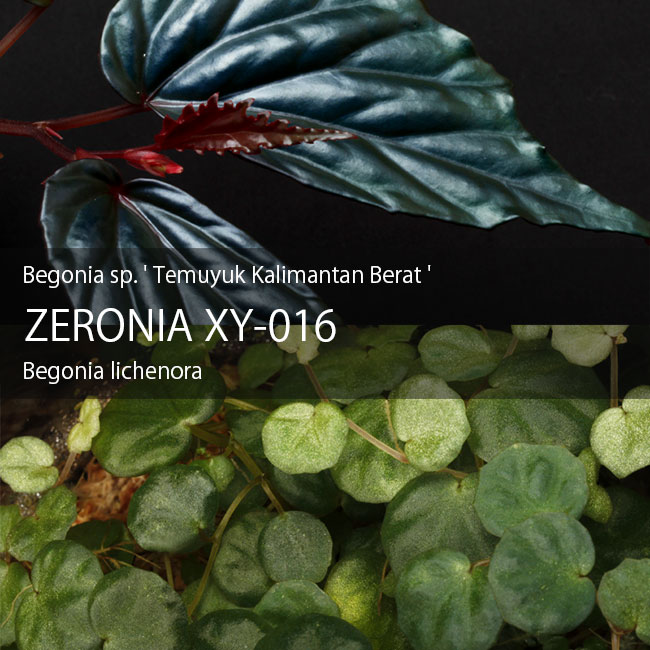 Begonia cv.  ZERONIA / ' JOKER '  [ XY-016-Variegata-Z011 / B. lichenora x B. kapuashuluensis ] �� ZERO PLANTS�ȼ��Υ٥��˥������ʼ� ��