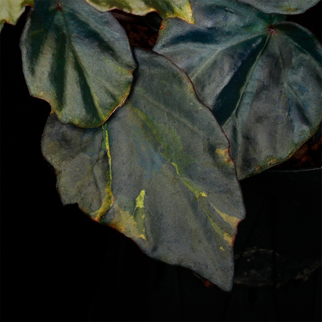 Begonia cv.  ZERONIA / ' JOKER '  [ XY-016-Variegata-Z011 / B. lichenora x B. kapuashuluensis ] �� ZERO PLANTS�ȼ��Υ٥��˥������ʼ� ��