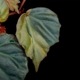 Begonia cv.  ZERONIA / ' JOKER '  [ XY-016-Variegata-Z011 / B. lichenora x B. kapuashuluensis ] �� ZERO PLANTS�ȼ��Υ٥��˥������ʼ� ��