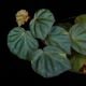 Begonia cv.  ZERONIA / ' JOKER '  [ XY-016-Variegata-Z011 / B. lichenora x B. kapuashuluensis ] �� ZERO PLANTS�ȼ��Υ٥��˥������ʼ� ��