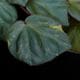 Begonia cv.  ZERONIA / ' JOKER '  [ XY-016-Variegata-Z011 / B. lichenora x B. kapuashuluensis ] �� ZERO PLANTS�ȼ��Υ٥��˥������ʼ� ��
