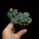 Begonia cv.  ZERONIA / ' JOKER '  [ XY-016-Variegata-Z011 / B. lichenora x B. kapuashuluensis ] �� ZERO PLANTS�ȼ��Υ٥��˥������ʼ� ��