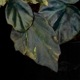 Begonia cv.  ZERONIA / ' JOKER '  [ XY-016-Variegata-Z011 / B. lichenora x B. kapuashuluensis ] �� ZERO PLANTS�ȼ��Υ٥��˥������ʼ� ��