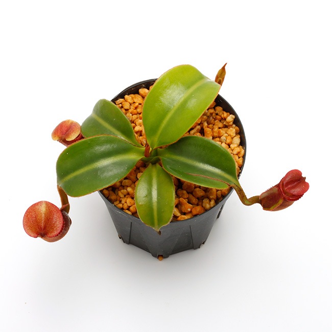 Nepenthes macrophylla / AW-N_macro.2��[ �ͥڥ�ƥ����ޥ����ե��� ]���� PN221021-17 ��