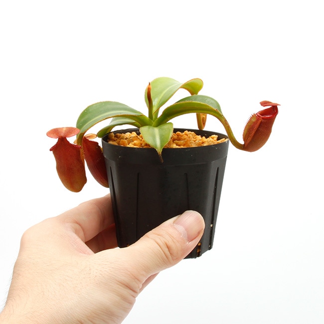 Nepenthes macrophylla / AW-N_macro.2��[ �ͥڥ�ƥ����ޥ����ե��� ]���� PN221021-17 ��