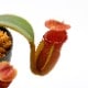 Nepenthes macrophylla / AW-N_macro.2��[ �ͥڥ�ƥ����ޥ����ե��� ]���� PN221021-17 ��