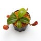 Nepenthes macrophylla / AW-N_macro.2��[ �ͥڥ�ƥ����ޥ����ե��� ]���� PN221021-17 ��