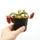 Nepenthes macrophylla / AW-N_macro.2��[ �ͥڥ�ƥ����ޥ����ե��� ]���� PN221021-17 ��