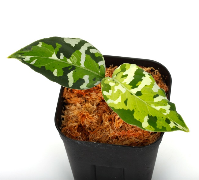 Aglaonema pictum " ������ޥ���� �ݡ��ȥ֥쥢�����ϰ軺���м��ء�ID�� "��[ �����饪�ͥޡ��ԥ����� ]���� PN240205-10 ��