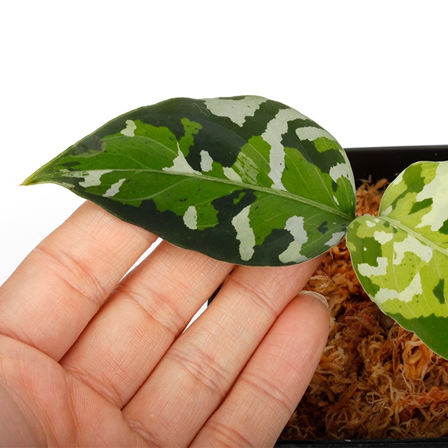 Aglaonema pictum " ������ޥ���� �ݡ��ȥ֥쥢�����ϰ軺���м��ء�ID�� "��[ �����饪�ͥޡ��ԥ����� ]���� PN240205-10 ��