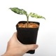 Aglaonema pictum " ������ޥ���� �ݡ��ȥ֥쥢�����ϰ軺���м��ء�ID�� "��[ �����饪�ͥޡ��ԥ����� ]���� PN240205-10 ��