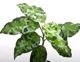 Aglaonema pictum " ������ޥ���� �ݡ��ȥ֥쥢�����ϰ軺���м��ء�ID�� "��[ �����饪�ͥޡ��ԥ����� ]���� PN240205-10 ��