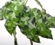 Aglaonema pictum " ������ޥ���� �ݡ��ȥ֥쥢�����ϰ軺���м��ء�ID�� "��[ �����饪�ͥޡ��ԥ����� ]���� PN240205-10 ��