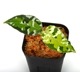 Aglaonema pictum " ������ޥ���� �ݡ��ȥ֥쥢�����ϰ軺���м��ء�ID�� "��[ �����饪�ͥޡ��ԥ����� ]���� PN240205-10 ��