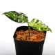 Aglaonema pictum " ������ޥ���� �ݡ��ȥ֥쥢�����ϰ軺���м��ء�ID�� "��[ �����饪�ͥޡ��ԥ����� ]���� PN240205-10 ��
