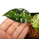 Aglaonema pictum " ������ޥ���� �ݡ��ȥ֥쥢�����ϰ軺���м��ء�ID�� "��[ �����饪�ͥޡ��ԥ����� ]���� PN240205-10 ��