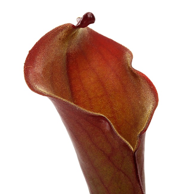 Heliamphora elongata "Wavy" (Ilu Tepui) / AW / Clone: 01[ إꥢե顦󥬥 "ӡ" ] PN240820-05 