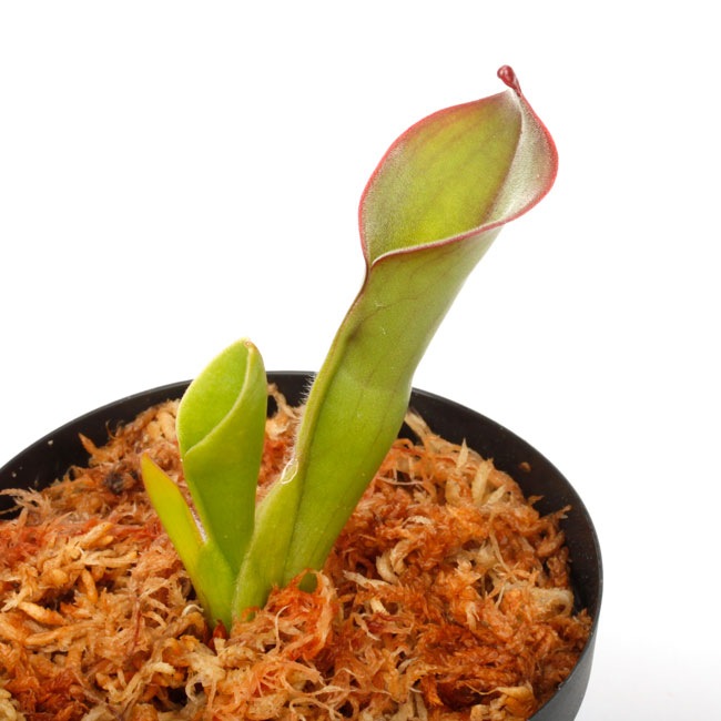 Heliamphora elongata "Wavy" (Ilu Tepui) / AW / Clone: 01[ إꥢե顦󥬥 "ӡ" ] PN240820-05 