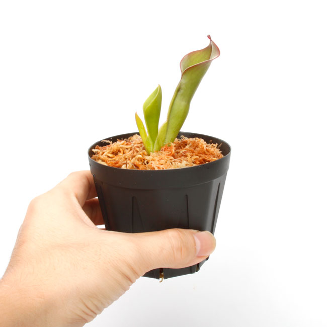 Heliamphora elongata "Wavy" (Ilu Tepui) / AW / Clone: 01[ إꥢե顦󥬥 "ӡ" ] PN240820-05 
