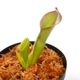 Heliamphora elongata "Wavy" (Ilu Tepui) / AW / Clone: 01[ إꥢե顦󥬥 "ӡ" ] PN240820-05 