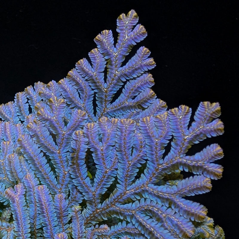 Selaginella siamensis[ 饸ͥ顦󥷥 ] PN251020-04 