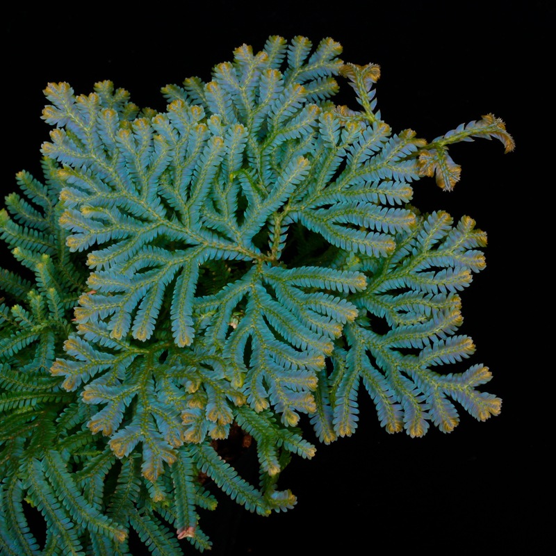 Selaginella siamensis[ 饸ͥ顦󥷥 ] PN251020-04 