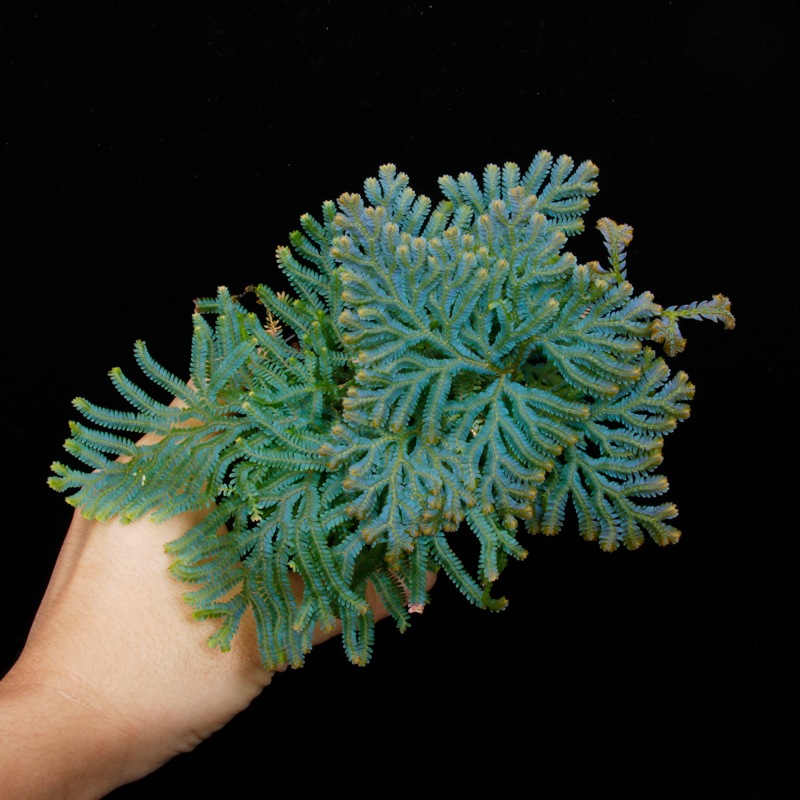 Selaginella siamensis[ 饸ͥ顦󥷥 ] PN251020-04 