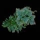 Selaginella siamensis[ 饸ͥ顦󥷥 ] PN251020-04 