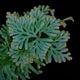 Selaginella siamensis[ 饸ͥ顦󥷥 ] PN251020-04 