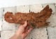 UWS Material Market / Sulawesi Wood���� ���饦�������å� / ����ή�� �� �� SW2303-48 ��