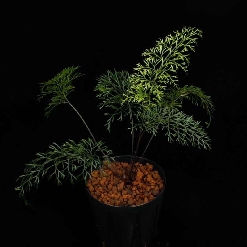 Asplenium bulbiferum [ �����ץ�˥��ࡦ�֥�ӥե���� ]���� PN260902-01 �ۡ��� �դ��ȤƤ����٤ʶ����������� ��