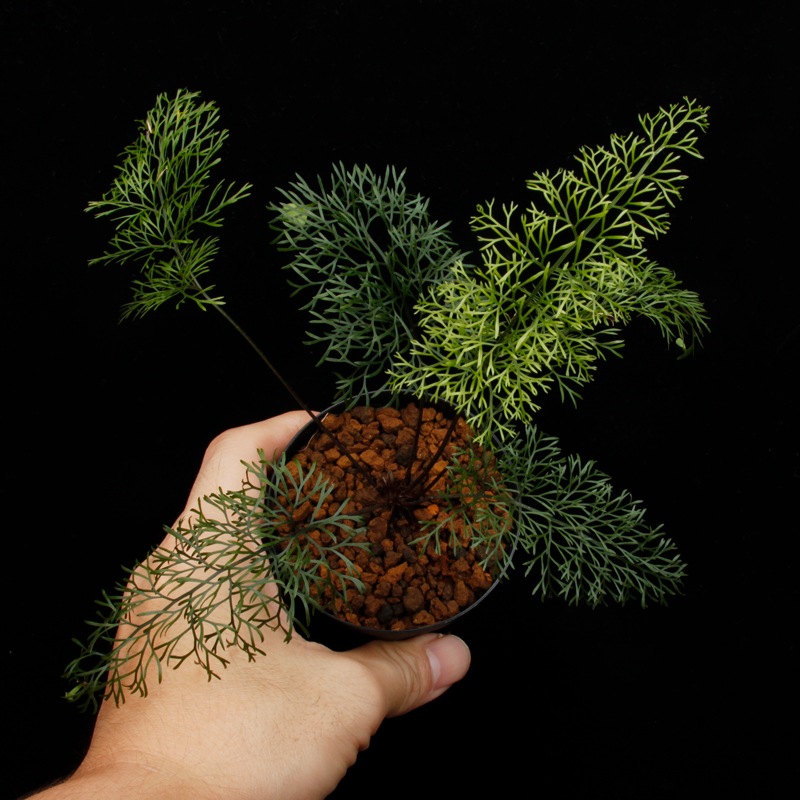 Asplenium bulbiferum [ �����ץ�˥��ࡦ�֥�ӥե���� ]���� PN260902-01 �ۡ��� �դ��ȤƤ����٤ʶ����������� ��