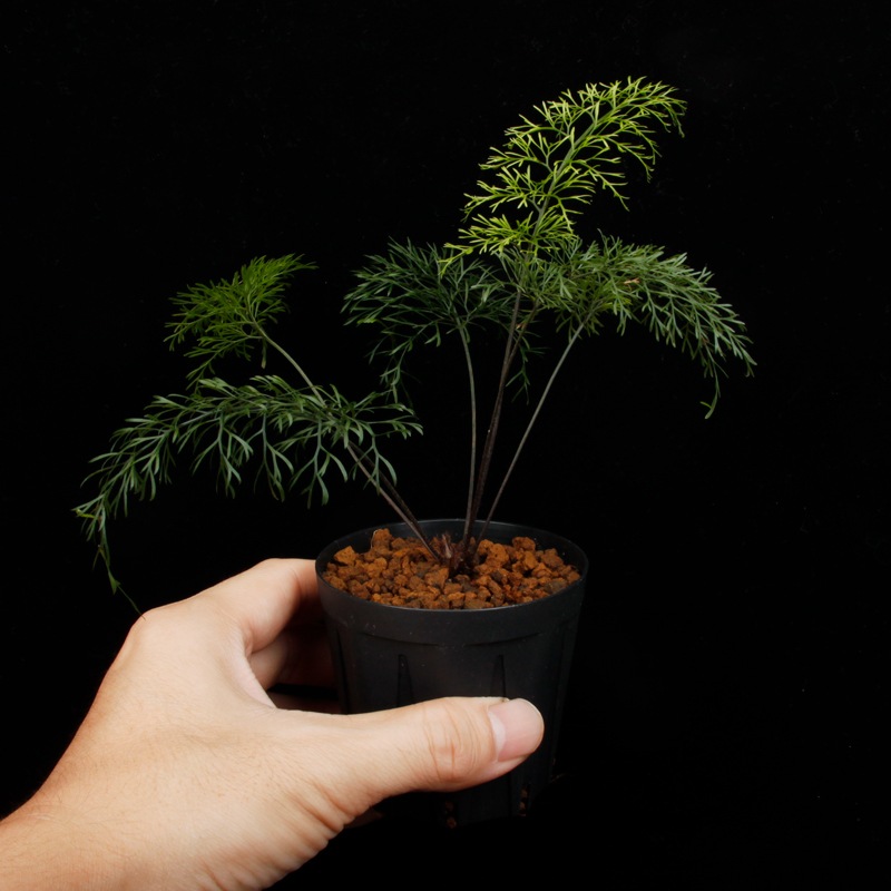 Asplenium bulbiferum [ �����ץ�˥��ࡦ�֥�ӥե���� ]���� PN260902-01 �ۡ��� �դ��ȤƤ����٤ʶ����������� ��